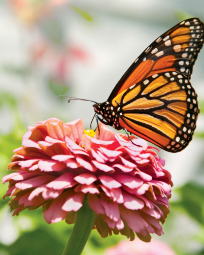 Spring/Mother's Day!